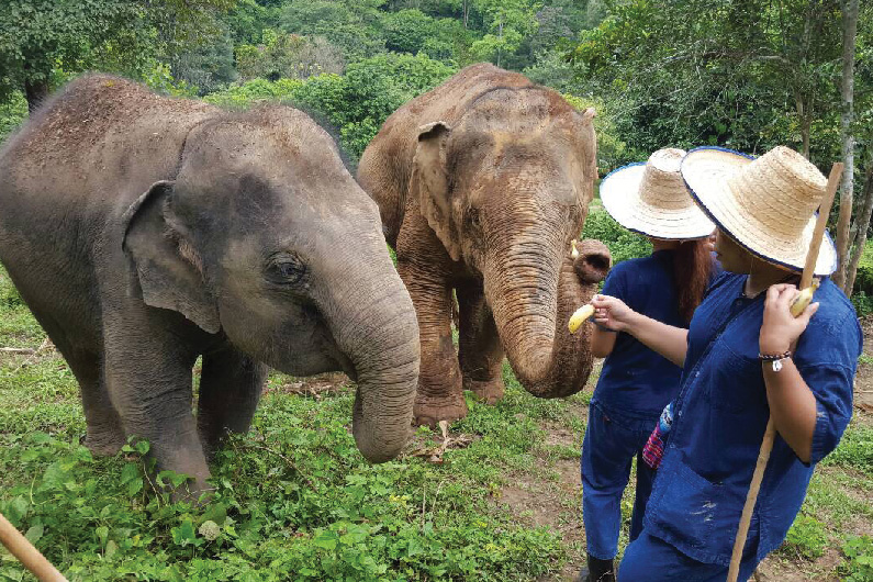 Treffen mit den Elefanten